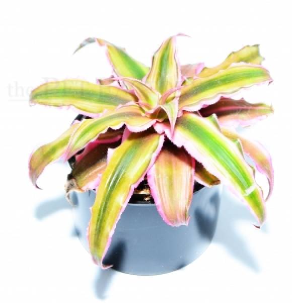 Cryptanthus rot